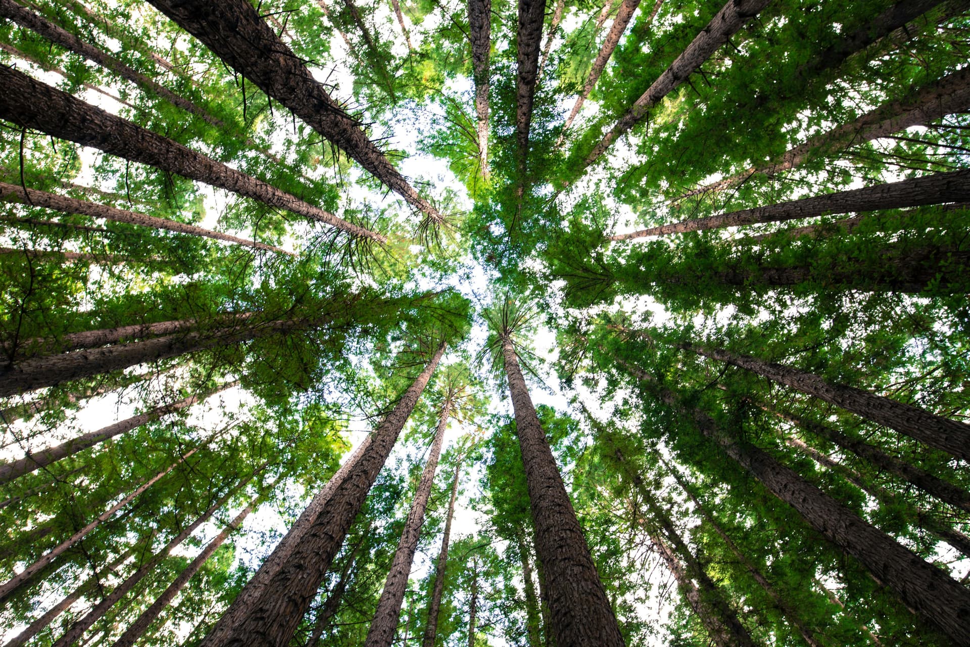 Klimawandelangepasste Wälder aufbauen